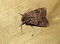 Thumbnail for version as of 05:33, 21 May 2024