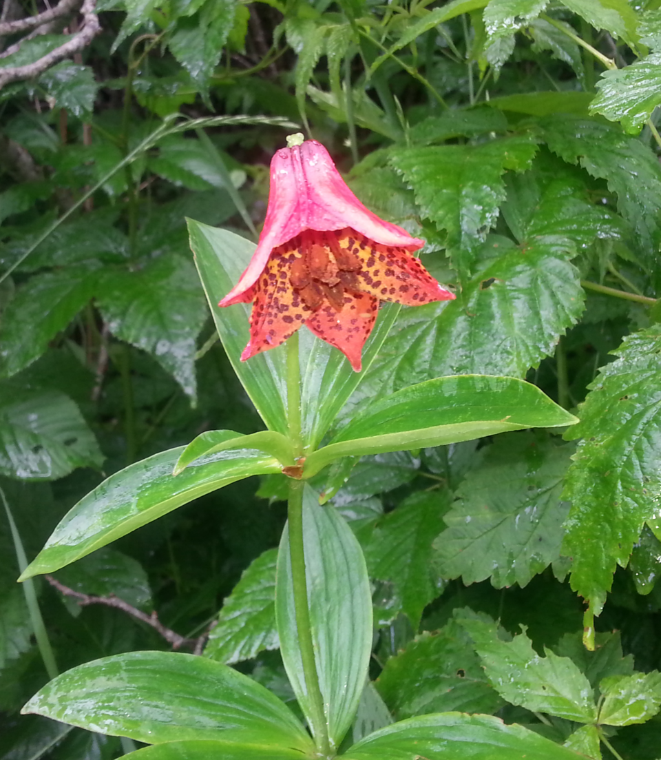 File:Lilium grayi 3.png