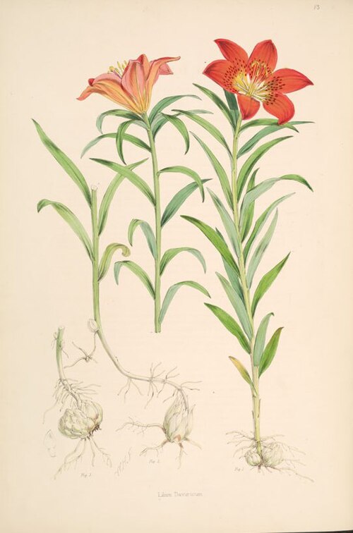 File:Lilium pensylvanicum.jpg