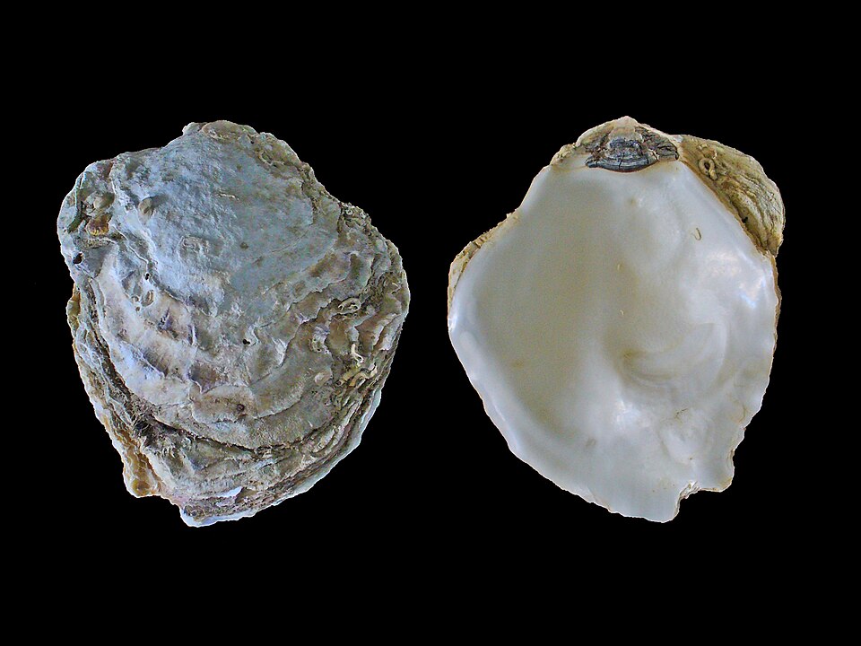 File:Ostrea edulis 01.jpg