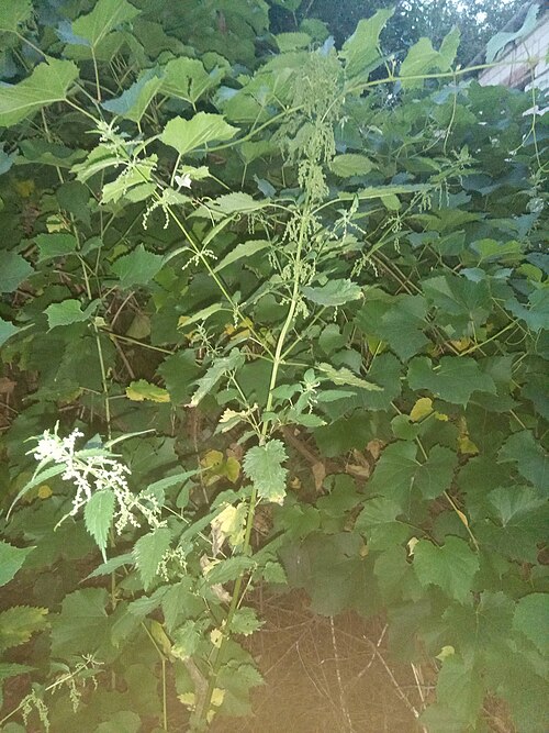 File:Polystem stinging nettle.jpg