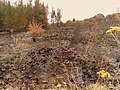 Image 5Charred shrubland in suburban Sydney (2019–20 Australian bushfires). (from Wildfire)