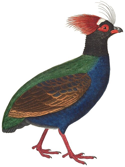 File:Rollulus rouloul male 1838 white background.jpg