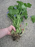 Viola_odorata