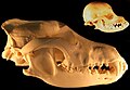 Image 4Reduction in size under selective breeding – grey wolf and chihuahua skulls (from Domestication of the dog)