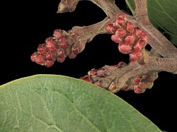 Detail of buds