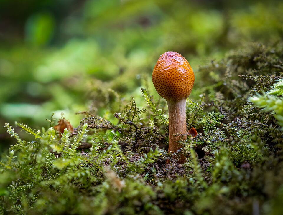 File:2026-04-04 Z5-3850E Achim-Lammerts Ophiocordyceps-gracilis.jpg