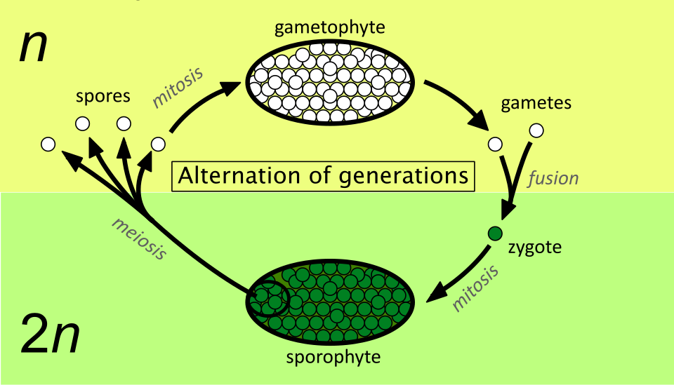 File:Alternation of generations simpler.svg