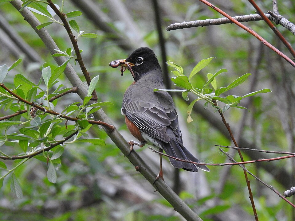 File:American Robin with a worm.jpg
