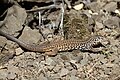 Western whiptail lizard