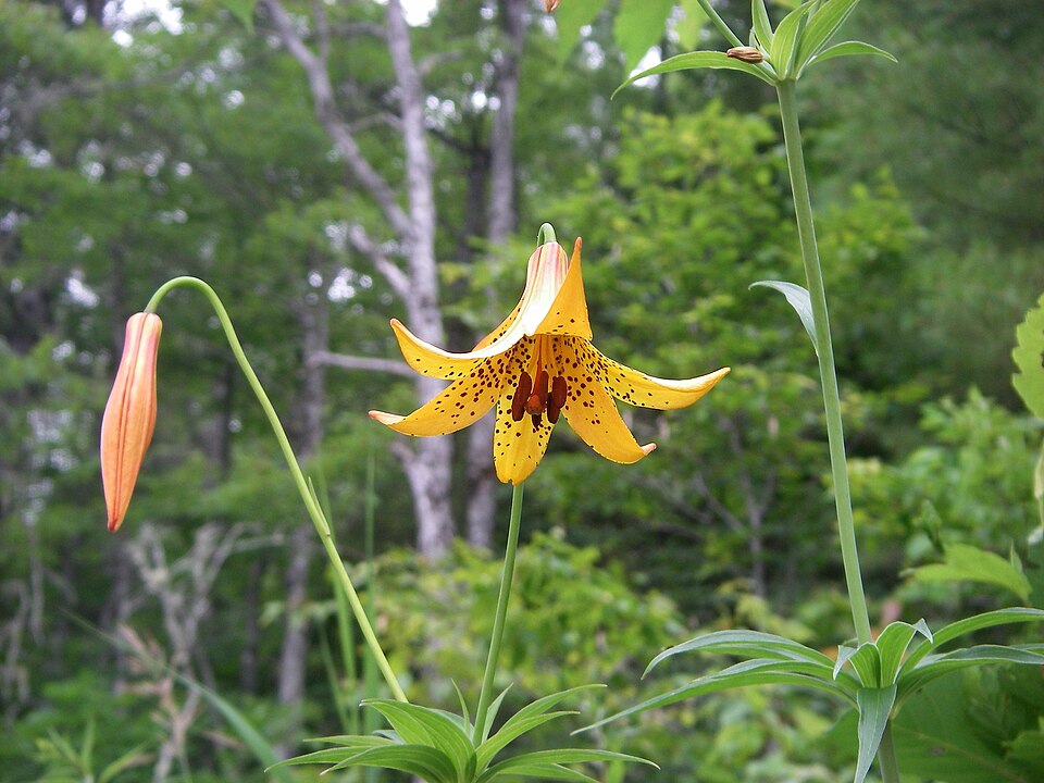 File:CanadaLily.jpg