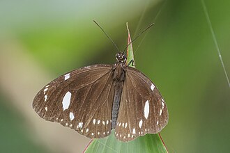 Crow Euploea lewinii eschscholtzii Fiji