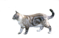 original file