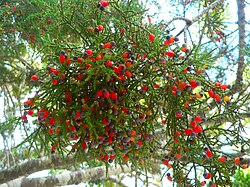 Fleshy cones of Kahikatea.