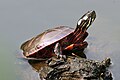 Thumbnail for version as of 18:46, 8 November 2011