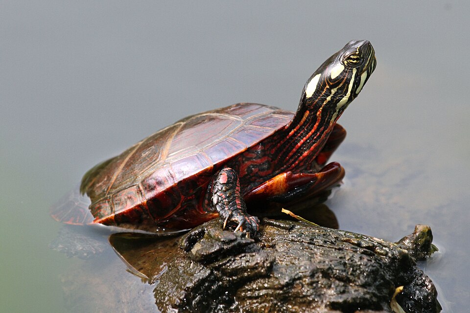 File:Eastern Painted Turtle (Chrysemys picta picta).jpg