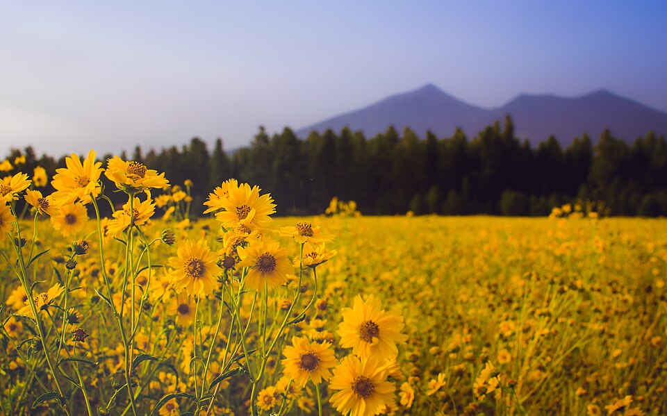 File:Flagstaff, United States (Unsplash).jpg