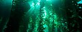 Image 84Giant kelp is a foundation species for many kelp forests. (from Marine food web)