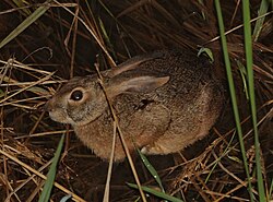 Burmese hare