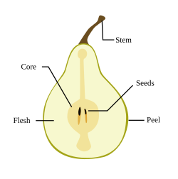Pear morphology