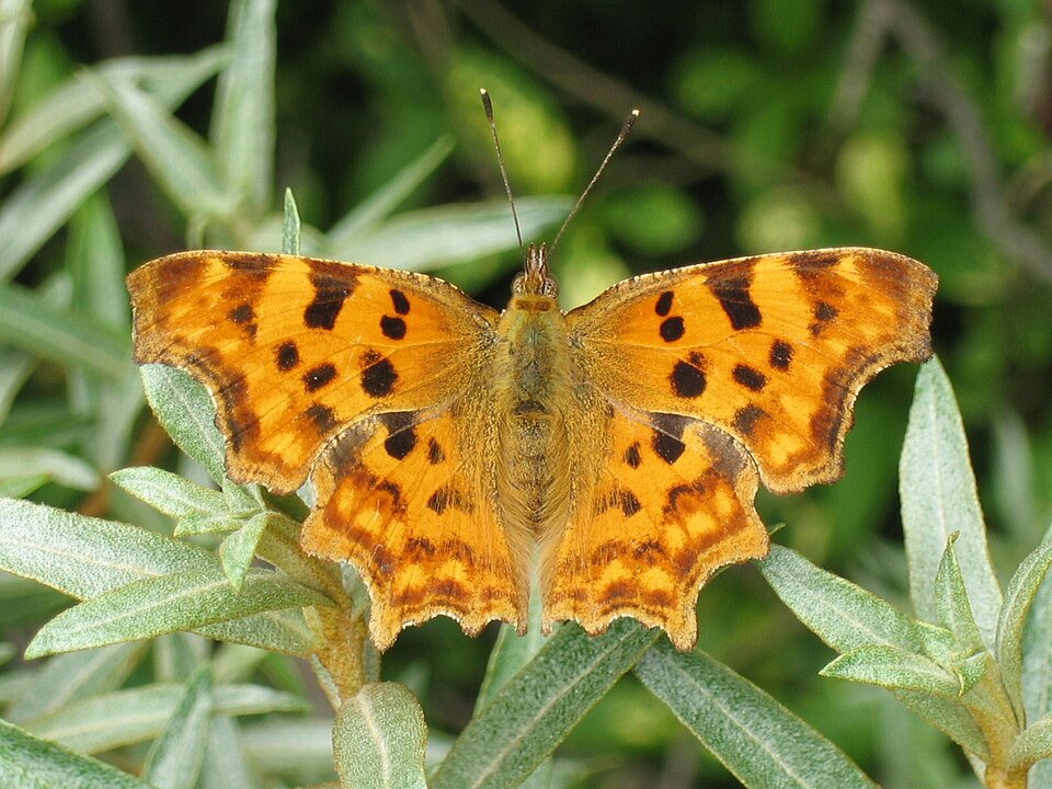 File:Polygonia c-album DePanne.jpg