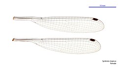 Female wings