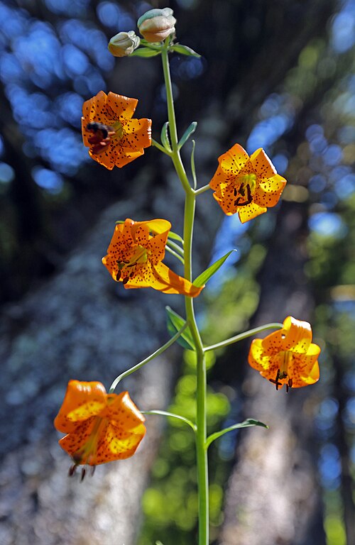 File:USFWS lilium columbianum (23535530900).jpg