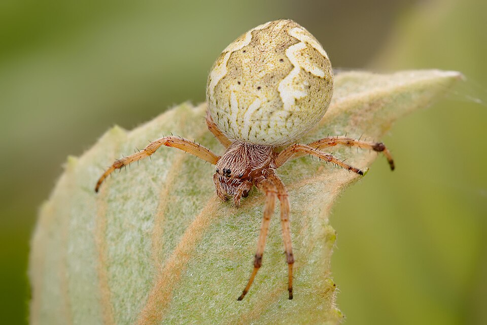 File:Australian orb weaver.jpg