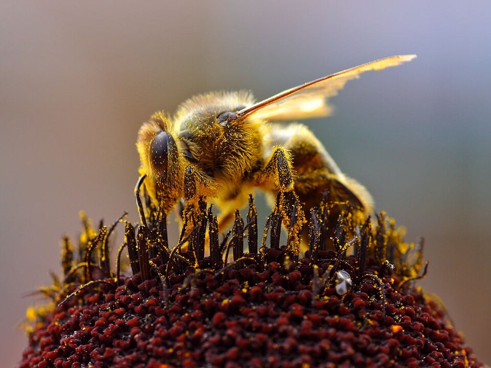 File:Bee Collecting Pollen 2004-08-14.jpg