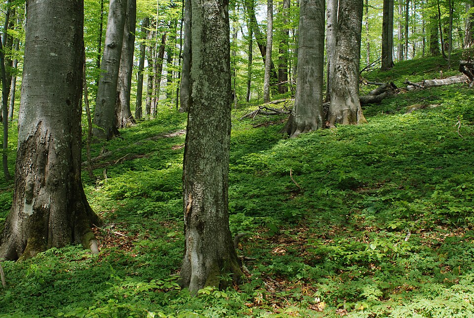 File:Buchenurwald 2 DSC 2294.jpg