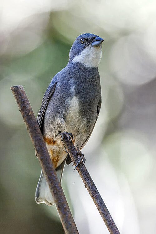 File:Diuca finch (Diuca diuca diuca) Tricao.jpg