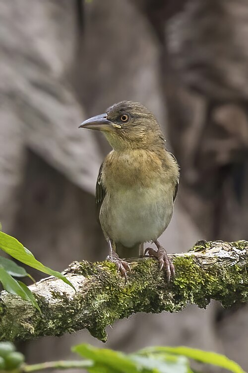 File:Giant weaver (Ploceus grandis) female.jpg