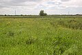 Meadow at Magor Marsh