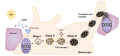 Thumbnail for version as of 17:57, 10 June 2026