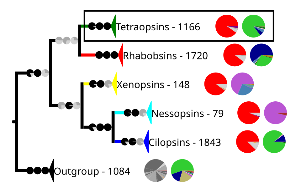 Phylogenetic reconstruction of the opsins. The outgroup contains other G protein-coupled receptors. The frame highlights the tetraopsins, which are expanded in the next image.