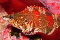 Oxylebius pictus