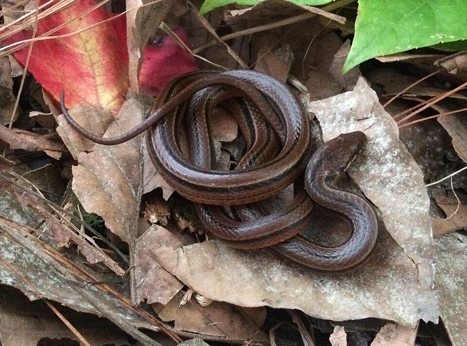 File:Rhadinella pegosalyta (cropped).jpg