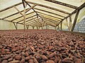 Cocoa beans drying, São Tomé