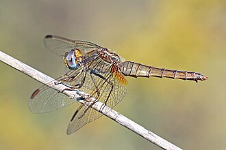 Scarlet darter (Crocothemis erythraea) female Bulgaria