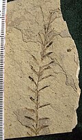 Thumbnail for version as of 07:48, 28 January 2009