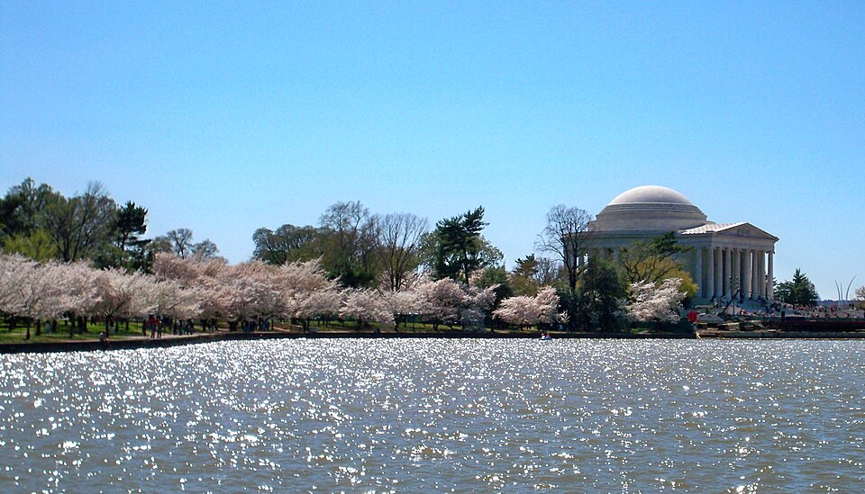 File:Tidal Basin blossoms by Matthew Bisanz.JPG
