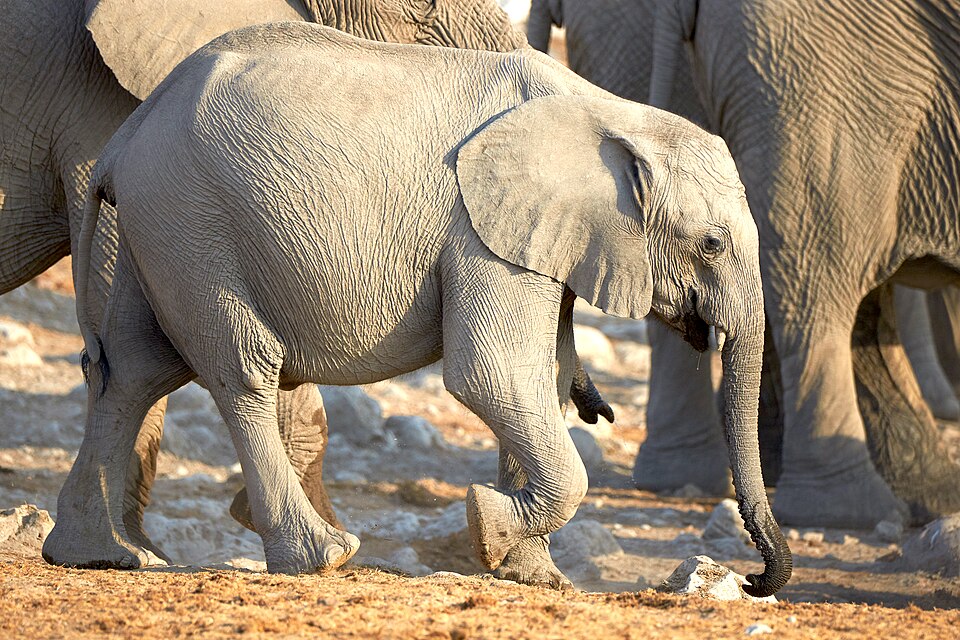 File:African Elephant Baby After Drinking 2019-07-25.jpg