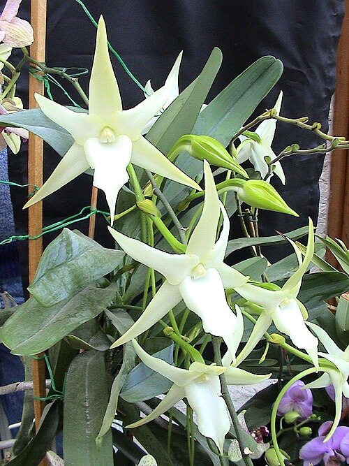 File:Angraecum sesquipedale02.jpg