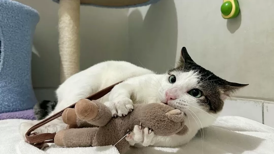 File:Bobby and his Teddy.webp