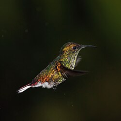 Coppery-headed emerald Elvira cupreiceps ♂ Panama