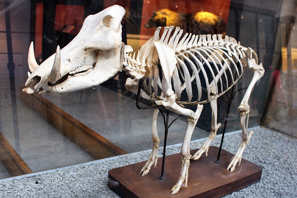 File:Em - Phacochoerus africanus - 2.jpg