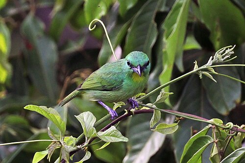 Green shrike-vireo Vireolanius pulchellus Panama