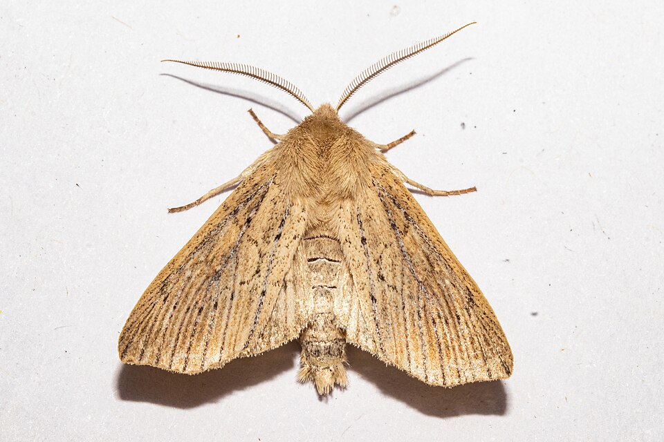 File:Ichneutica cornuta 255062237.jpg