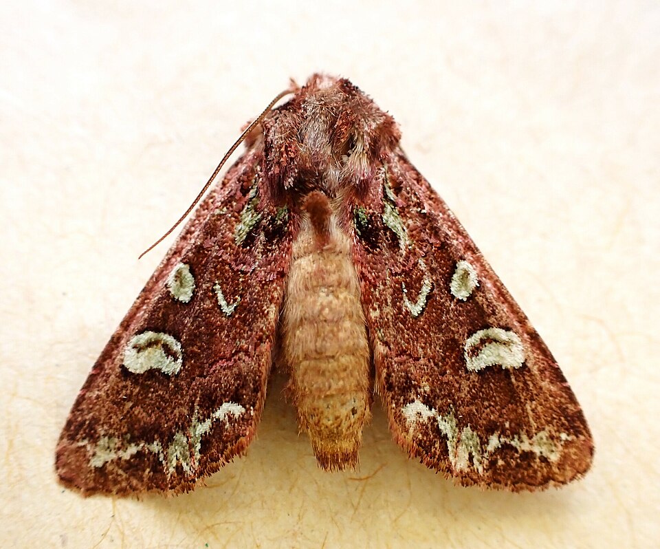 File:Ichneutica subcyprea 322613862.jpg