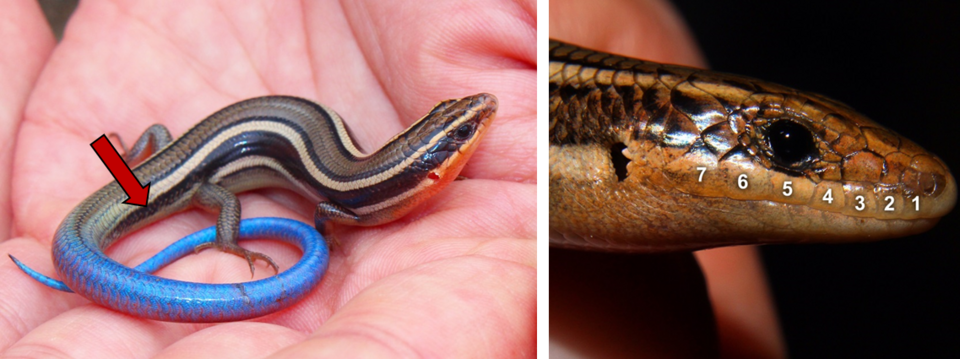 File:Identifying the Western Skink.png